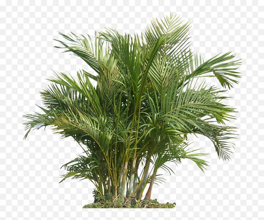 Bamboo Palm Png 2 Image - Palm Tree Photoshop Png,Palm Png