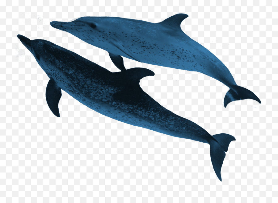 Real Sea Animals Png - Marine Animals Transparent Png,Animals Png