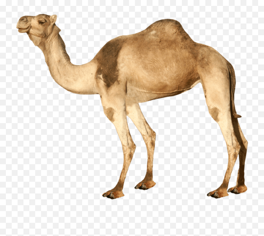 Camel Png 3 Image - Transparent Camel Png,Camel Png