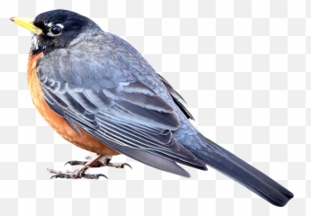 Download Merle Bird Png Image For Free - Small Png