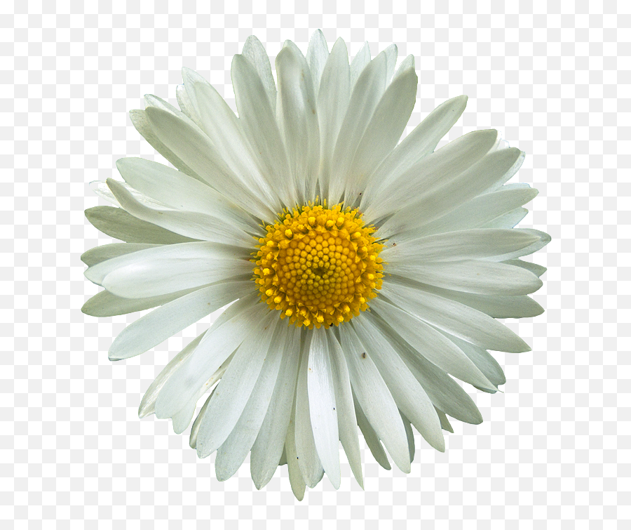 Flower Pictures Collage And Examples - Daisies Png,Collage Png