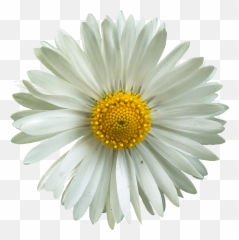 Flower Pictures Collage And Examples - Daisies png