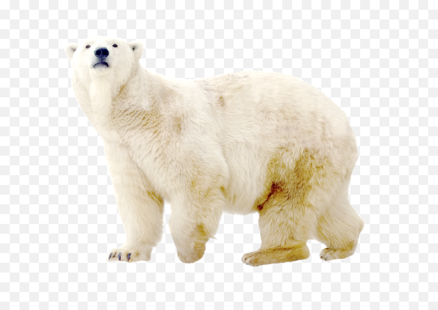 Ice Effect Png - Clear Polar Bear White Background,Ice Effect Png