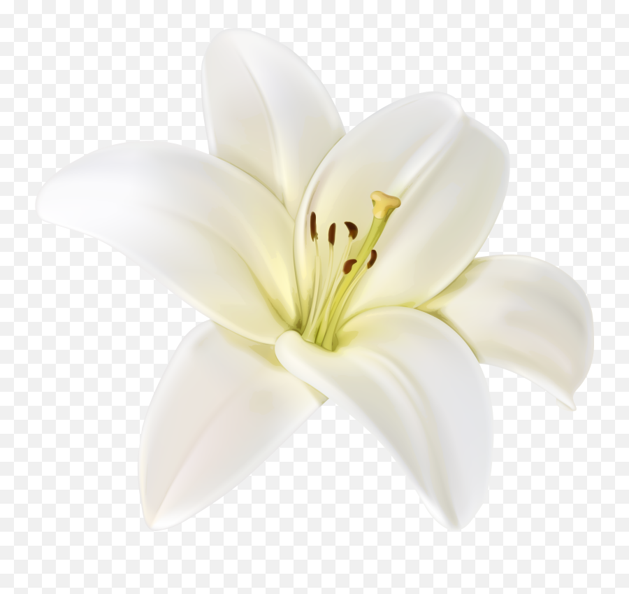Lilium Png - Free White Flower Png,Lily Transparent Background
