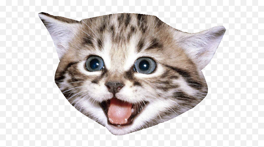 Kitten Cat - Cat Face Transparent Background Png,Cat Face Transparent Background