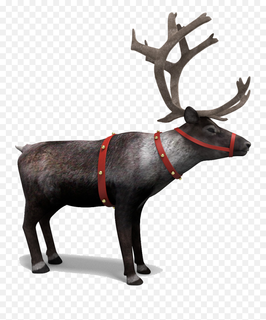 Download Reindeer Png Picture - Reindeer Png,Reindeer Transparent