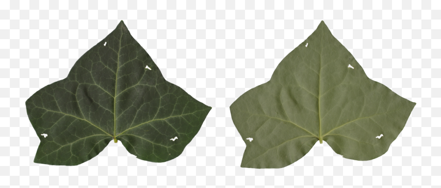 Download Hd Nature Leaves - Maple Leaf Transparent Png Image American Aspen,Maple Leaves Png