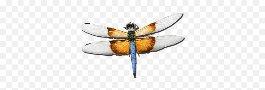 100 Free Dragonfly U0026 Insect Illustrations - Pixabay Flying Insect Real Png,Dragonfly Transparent Background