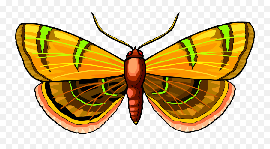 Butterflysymmetrymoth Png Clipart - Royalty Free Svg Png Butterflies,Moth Png