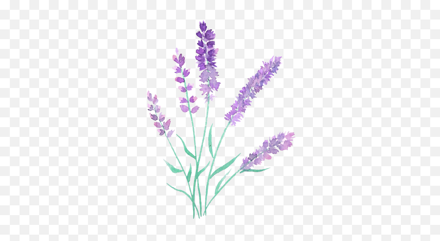 Paintbrushes - Watercolor Lavender Flowers Png,Purple Watercolor Png