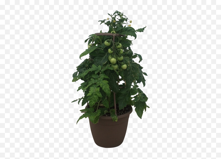 12in Tomatoe - Flowerpot Png,Tomatoe Png