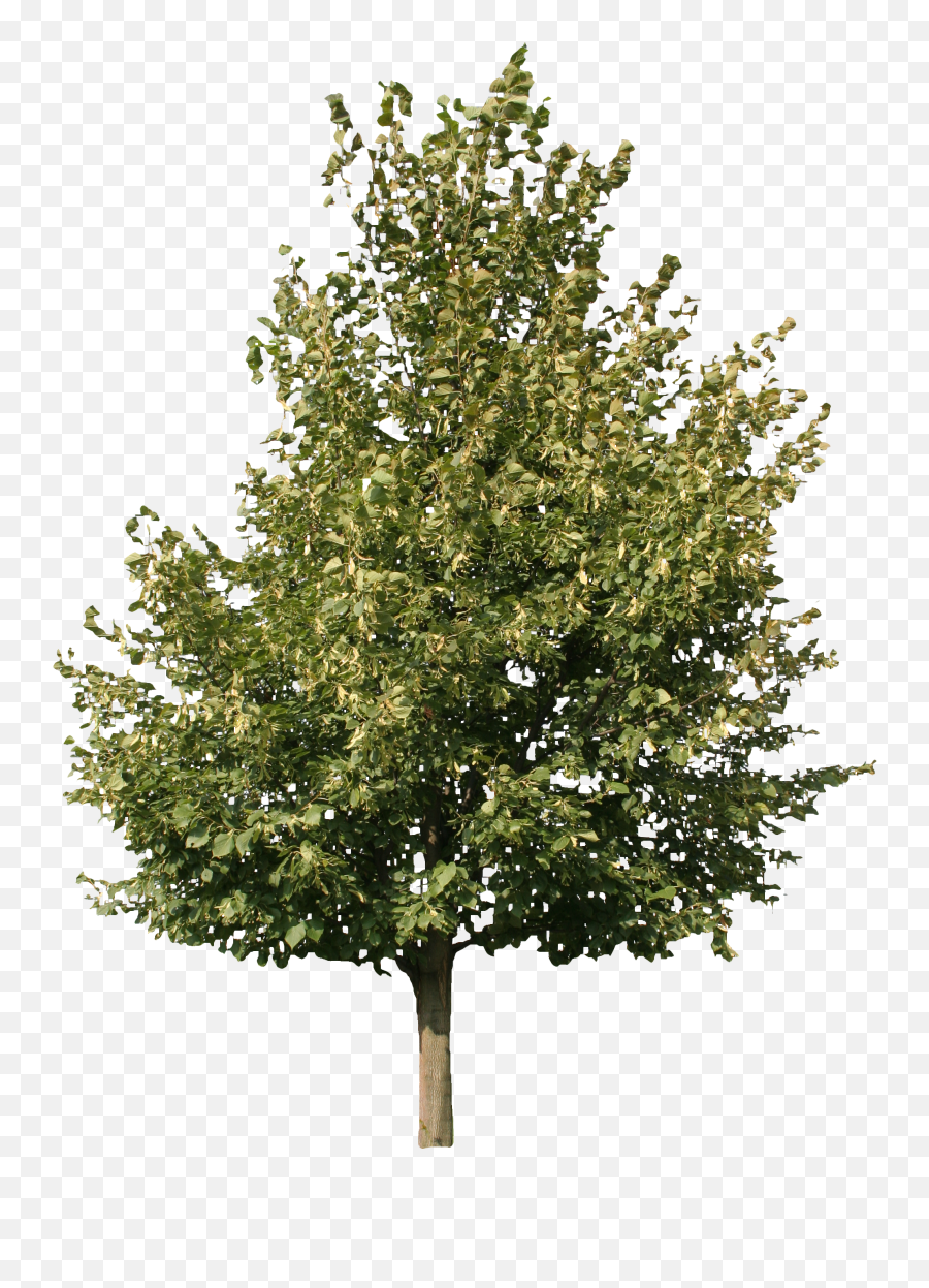 Top View Trees Png Picture - Fraxinus Ornus Png,Cedar Tree Png