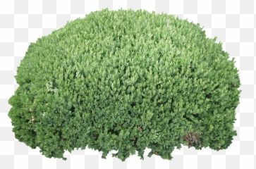 Download Cutout Bush - Plant Transparent Background png