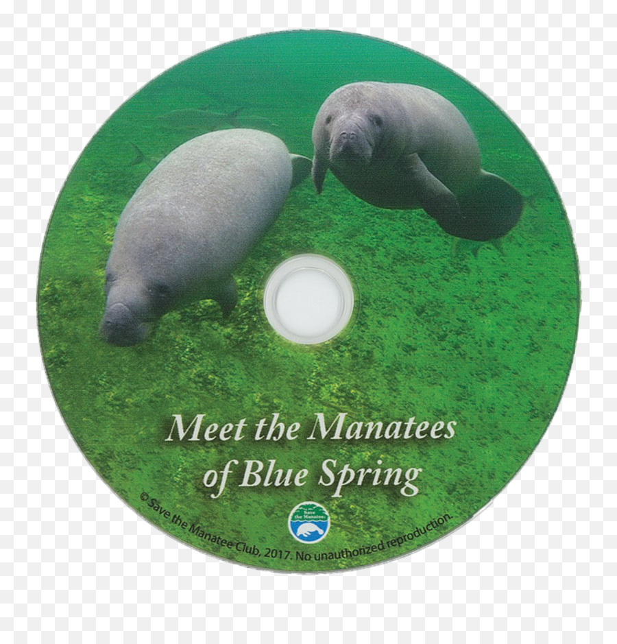Meet The Manatees Of Blue Spring Dvd - Marine Mammal Png,Manatee Png