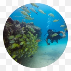 Playa Del Carmen Scuba Diving - Home Png,Scuba Diver Png