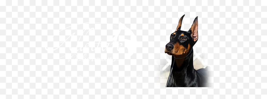 Health Tested Dobermans - Dobermann Png,Doberman Png