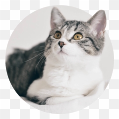 For Cats - Clip Art png
