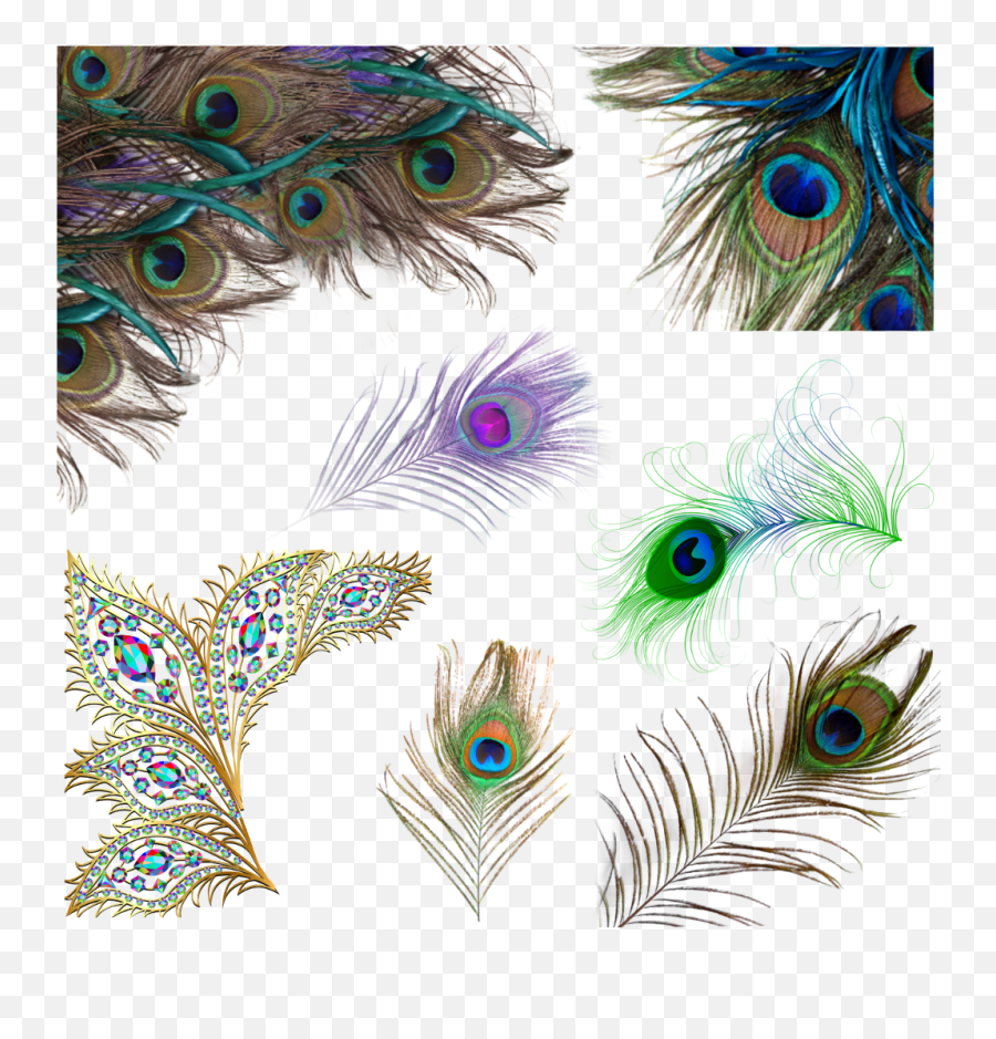Download Peacock - Transparent Background Peacock Feather Png,Peacock Feather Png