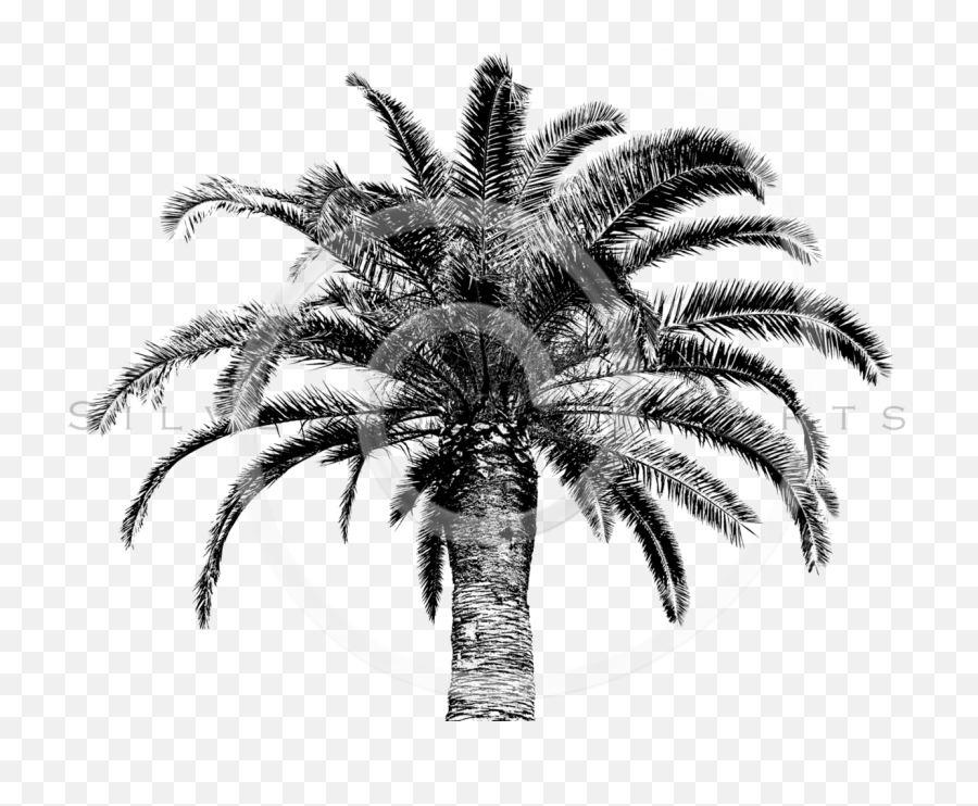 Download Retro Palm Tree Png - Tree Vintage Png Png Image Palm Trees,Palmtree Png