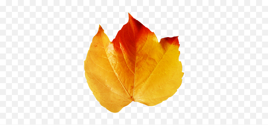 Fall Leaves Clip Art - Beautiful Autumn Clipart U0026 Graphics Real Fall Leaf Clipart Png,Falling Leaf Png