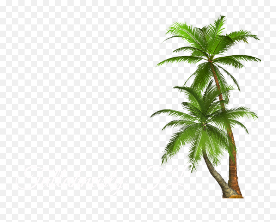 Transparent Palm Tree Png - Palm Tree Png,Palm Tree Png