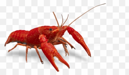 Download Crayfish Clip Art - Crawfish Transparent Background,Crawfish Png