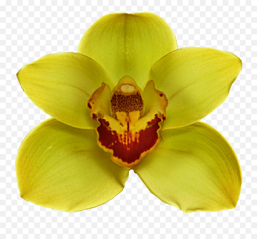 Yellow Orchid Transparent Png - Jungle Flower Png,Orchid Png