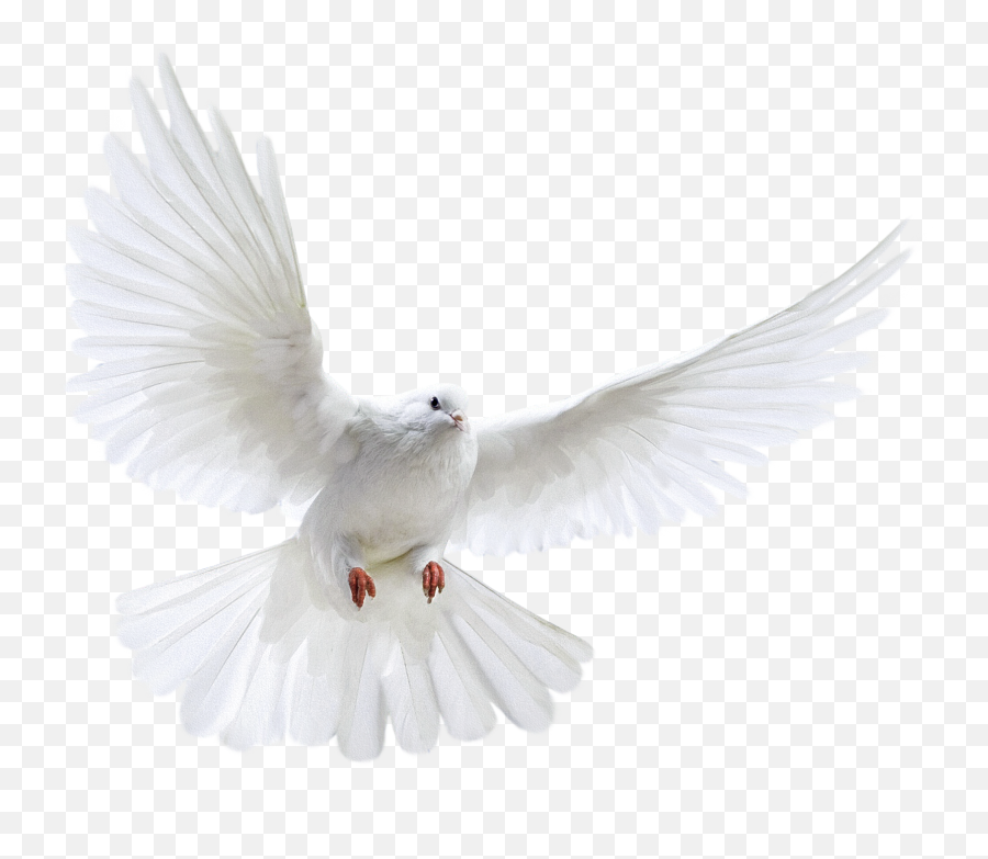 Dove Bird Png Transparent Group - Ecmaiou003c,Water Transparent Png