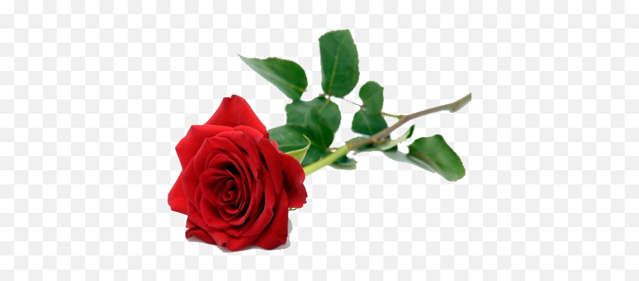 Single Red Rose Png Pic - Single Red Rose Png,Single Rose Png