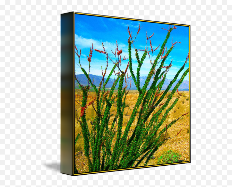 Ocotillo Desert Plant - Aquarium Decor Png,Desert Plant Png