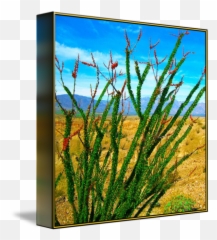 Ocotillo Desert Plant - Aquarium Decor png