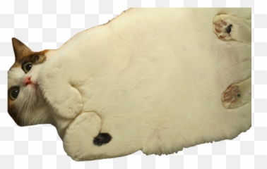Cat - Transparent Image Funny png