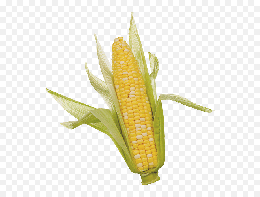 Corn Png Clipart - Ear Of Corn Png,Corn Transparent Background