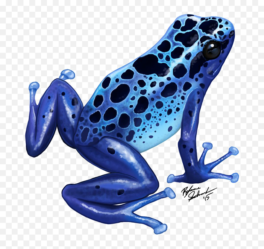 Poison Dart Frog Png Transparent Image Mart - Blue Poison Dart Frog Drawing,Transparent Frog