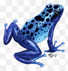 Poison Dart Frog Png Transparent Image Mart - Blue Poison Dart Frog Drawing,Transparent Frog
