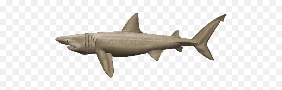 Basking Shark Alberni Charters - Basking Shark On White Background Png,Shark Png