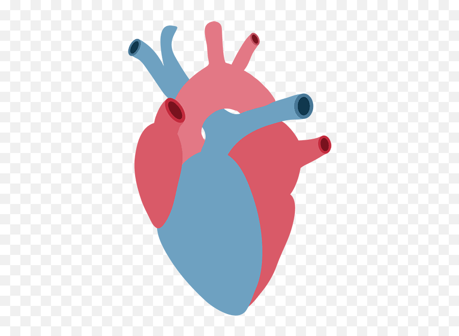 Anatomical Heart Cardiology - Anatomical Heart Clipart Png,Anatomical Heart Png