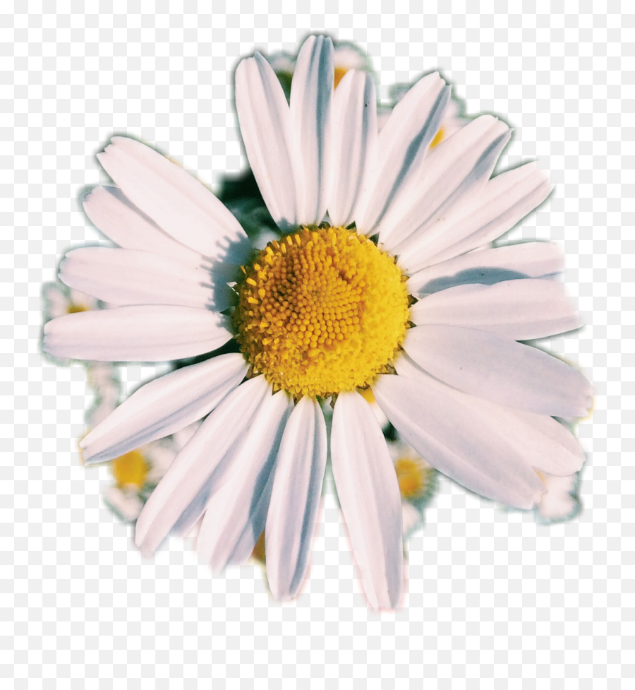 Daisy Flower Png 4 Image - Aesthetic Daisy Flower Transparent,Daisy Transparent Background