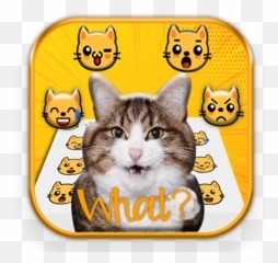 Crazy Cats Emoji Stickers Apk 20 - Download latest version png