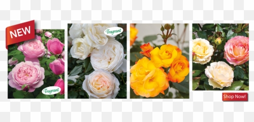 Rose Bushes Garden Catalog Png Yellow Icon