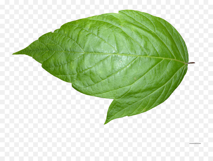 Single Plant Leaf Png Free Download - Transparent Background Leaf Png Transparent,Leaf Png