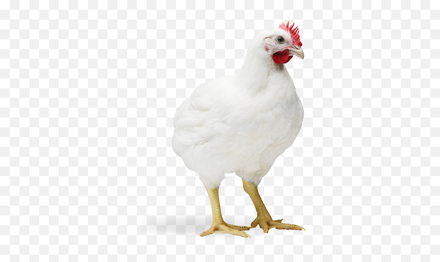 South Carolina Poultry Federation - Broiler Png,Chicken Transparent