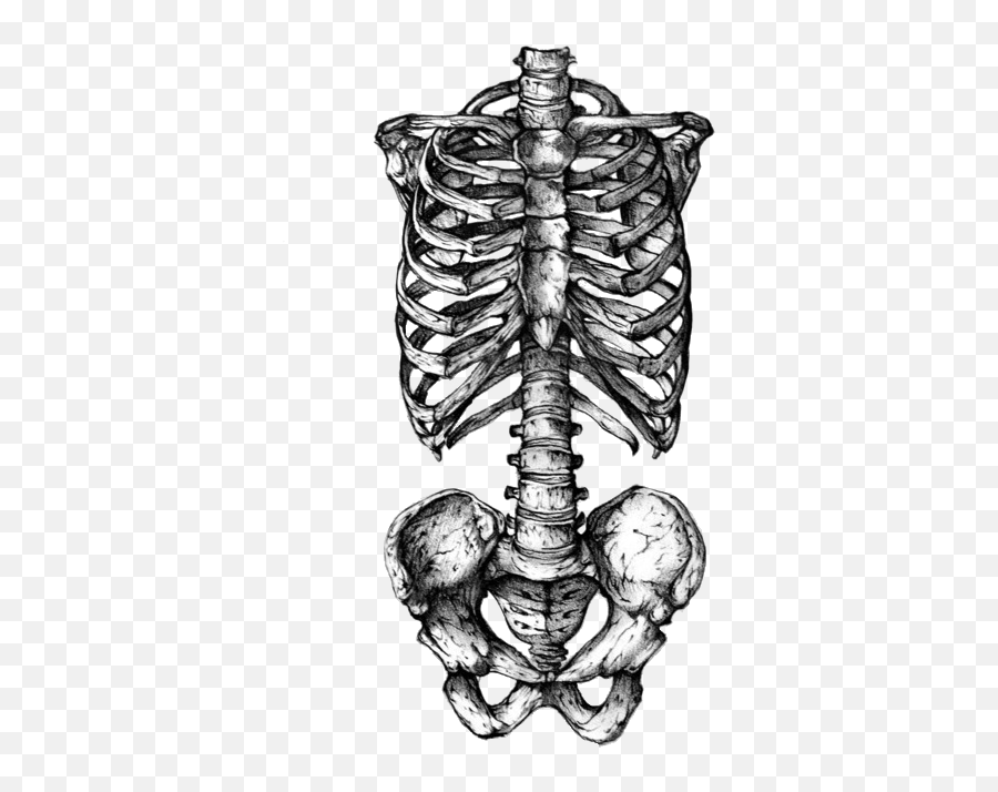 Skeleton Png Tumblr 6 Image - Skeleton Rib Cage Drawing,Skeleton Png