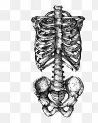 Skeleton Png Tumblr 6 Image - Rib Cage Drawing