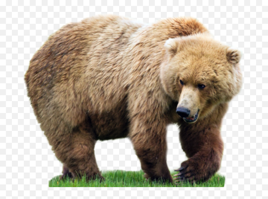 Bear Png Hd - Transparent Background Bear Png,Grizzly Bear Png