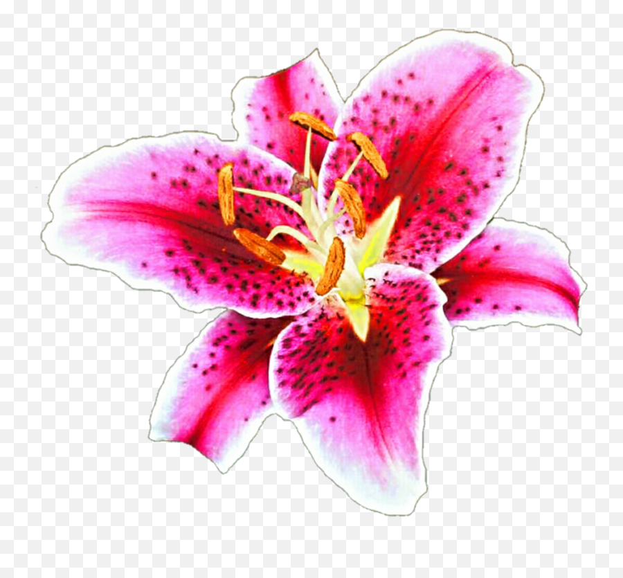 Free Lily Transparent Download Clip Art - Stargazer Lily Transparent Background Png,Lily Transparent Background
