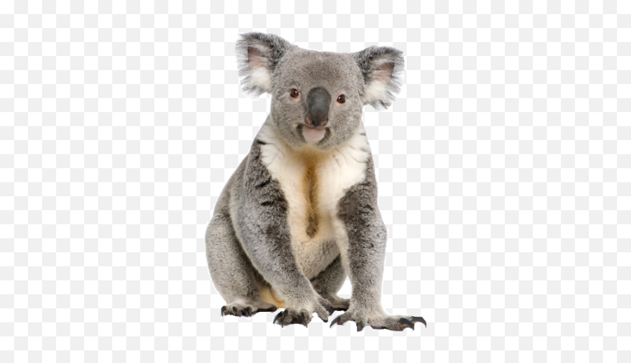 Cute Koala Animal Png Transparent Image - Koala Png,Koala Transparent