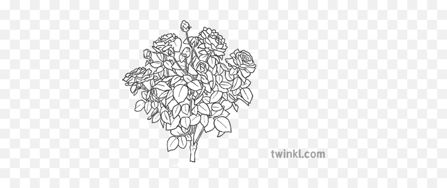 Rose Bush Black And White Illustration - Twinkl Line Art Png,Rose Bush Png