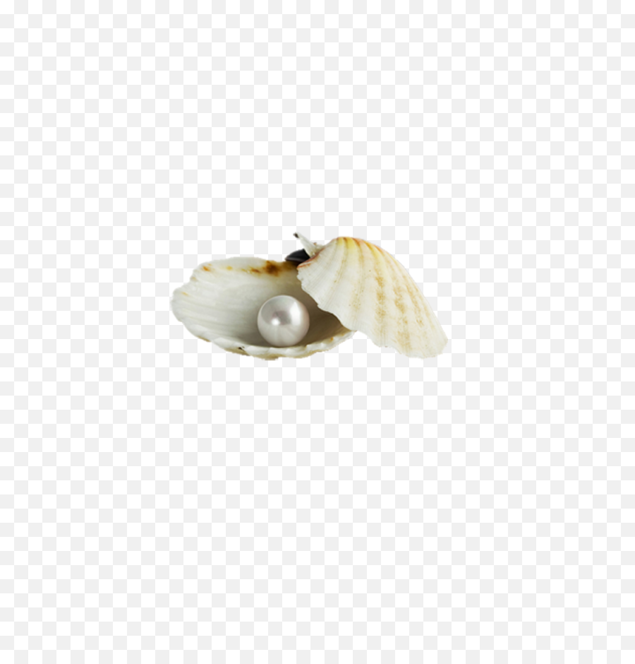 Accessories Png Images Real - Beach Shell Pearl Png,Pearls Transparent Background