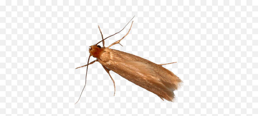 Itu0027s Moth Season A1 Exterminators - Clothes Moth Png,Moth Png